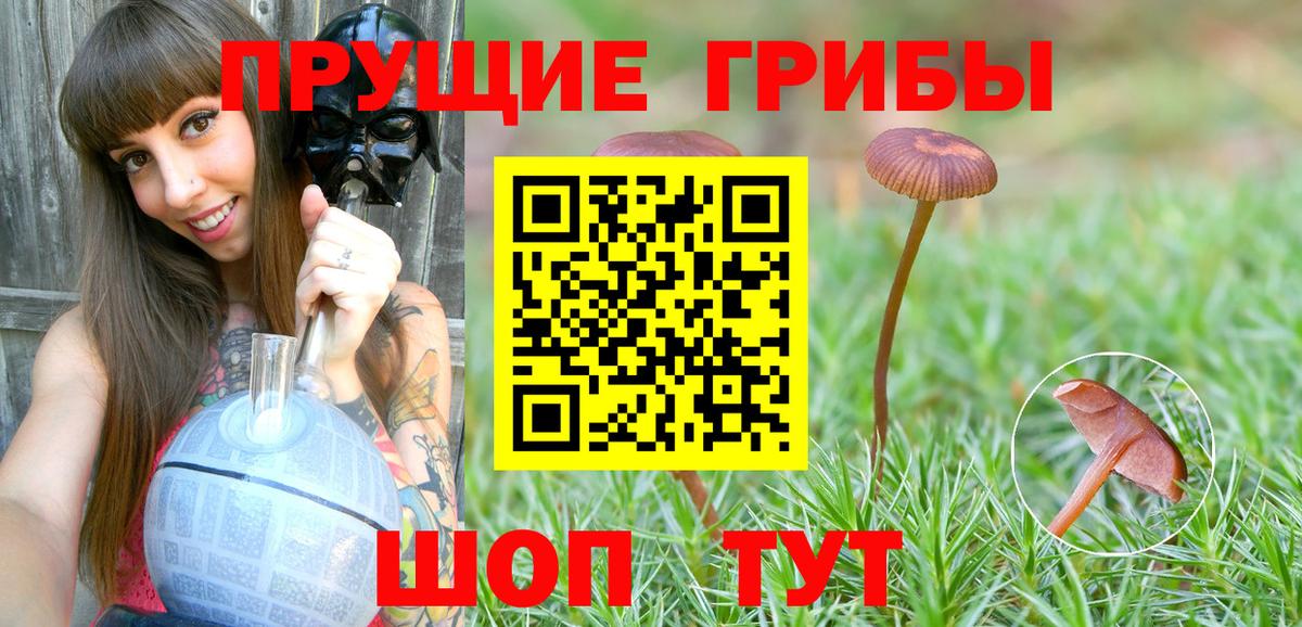 Галлюциногенные грибы Cubensis Осинники